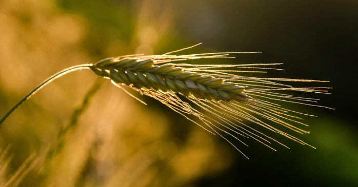 スマート農業が普及しない理由
